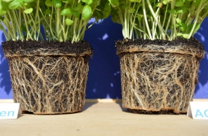 AQwaTech-waterbehandeling-beworteling-basilicum